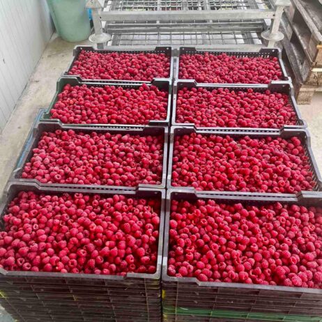 Sadnice maline