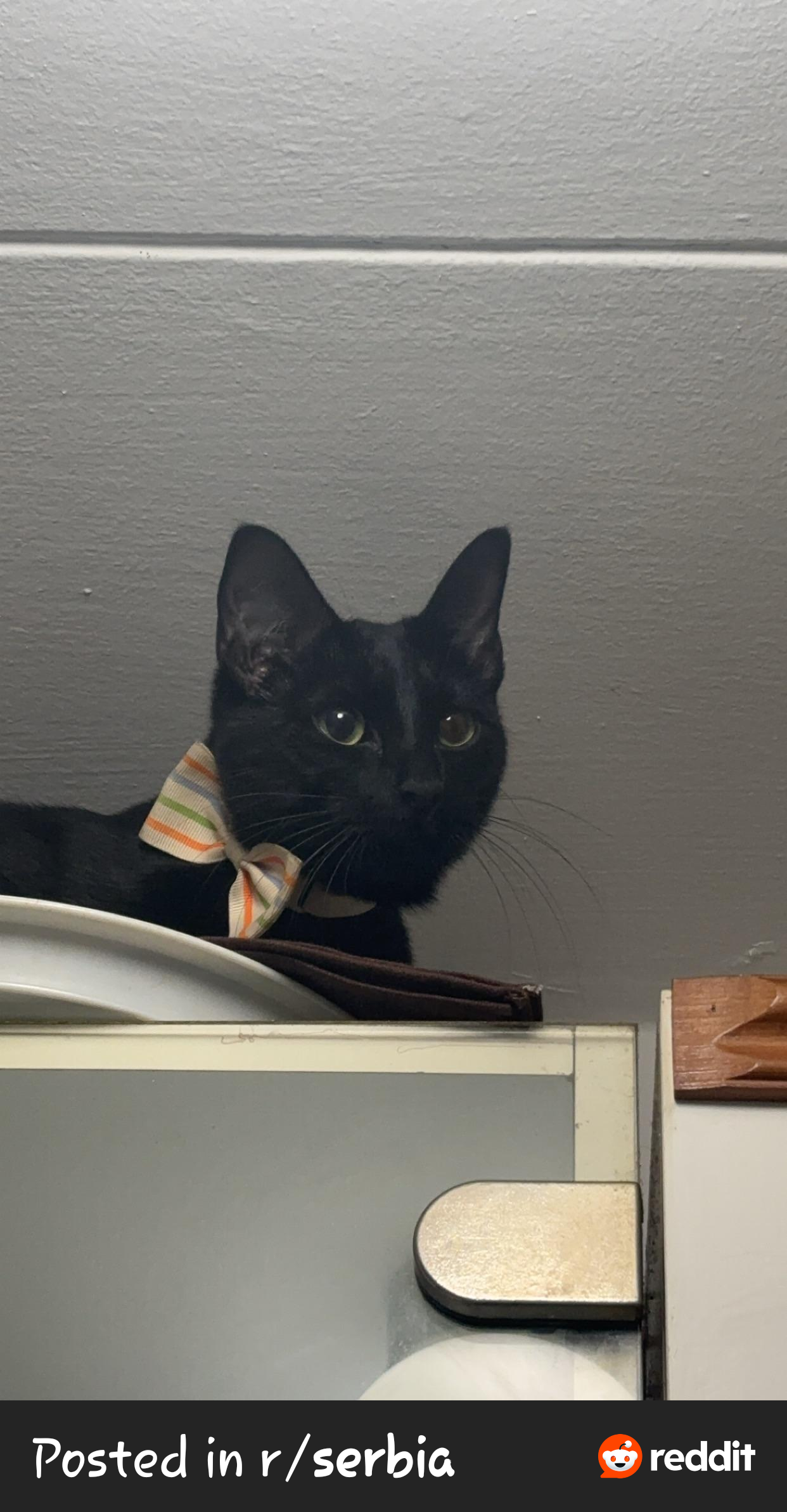 Poklanjam macu Mihaelu