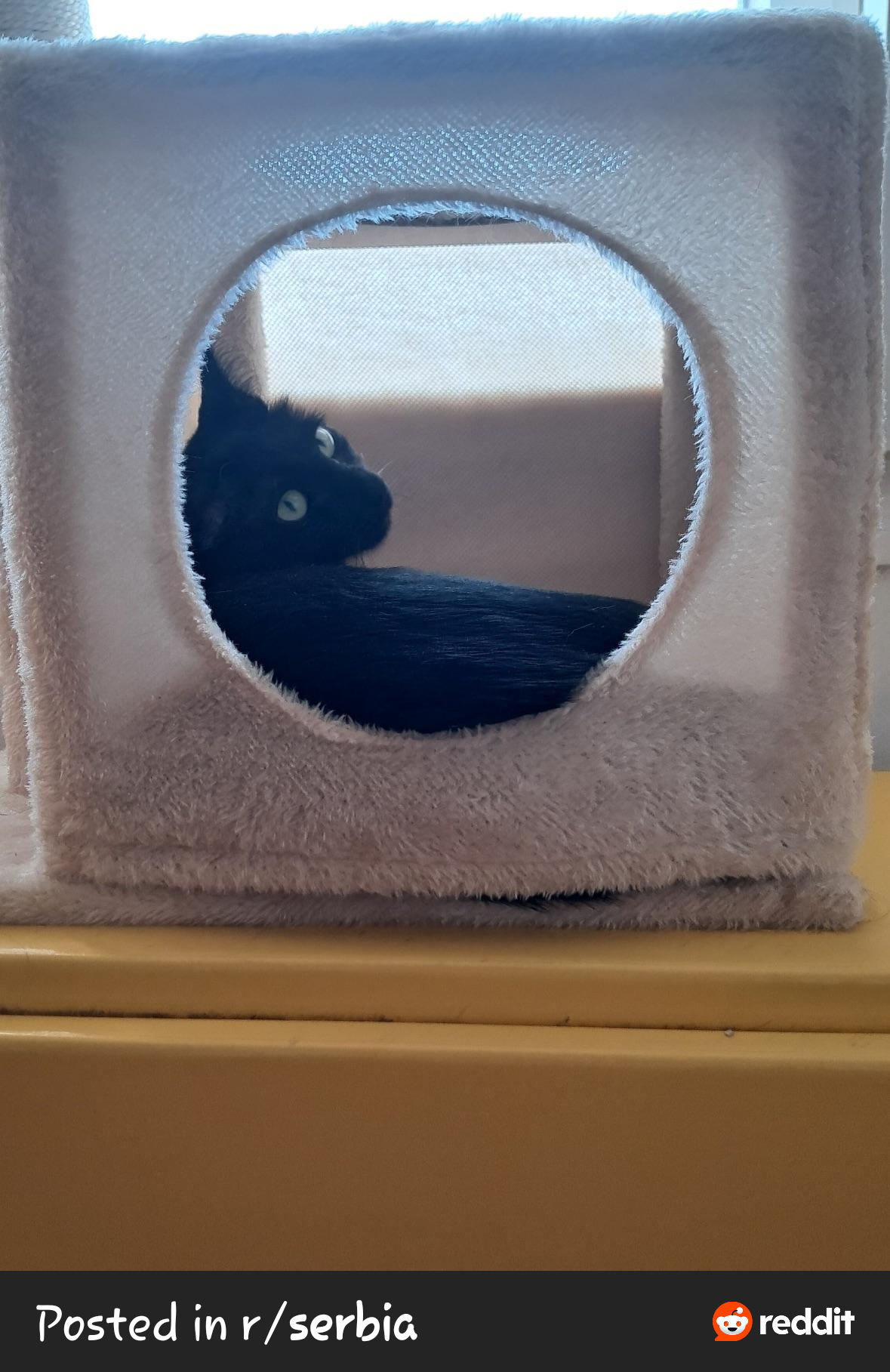 Poklanjam macu Mihaelu