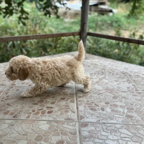 Patuljasta pudla