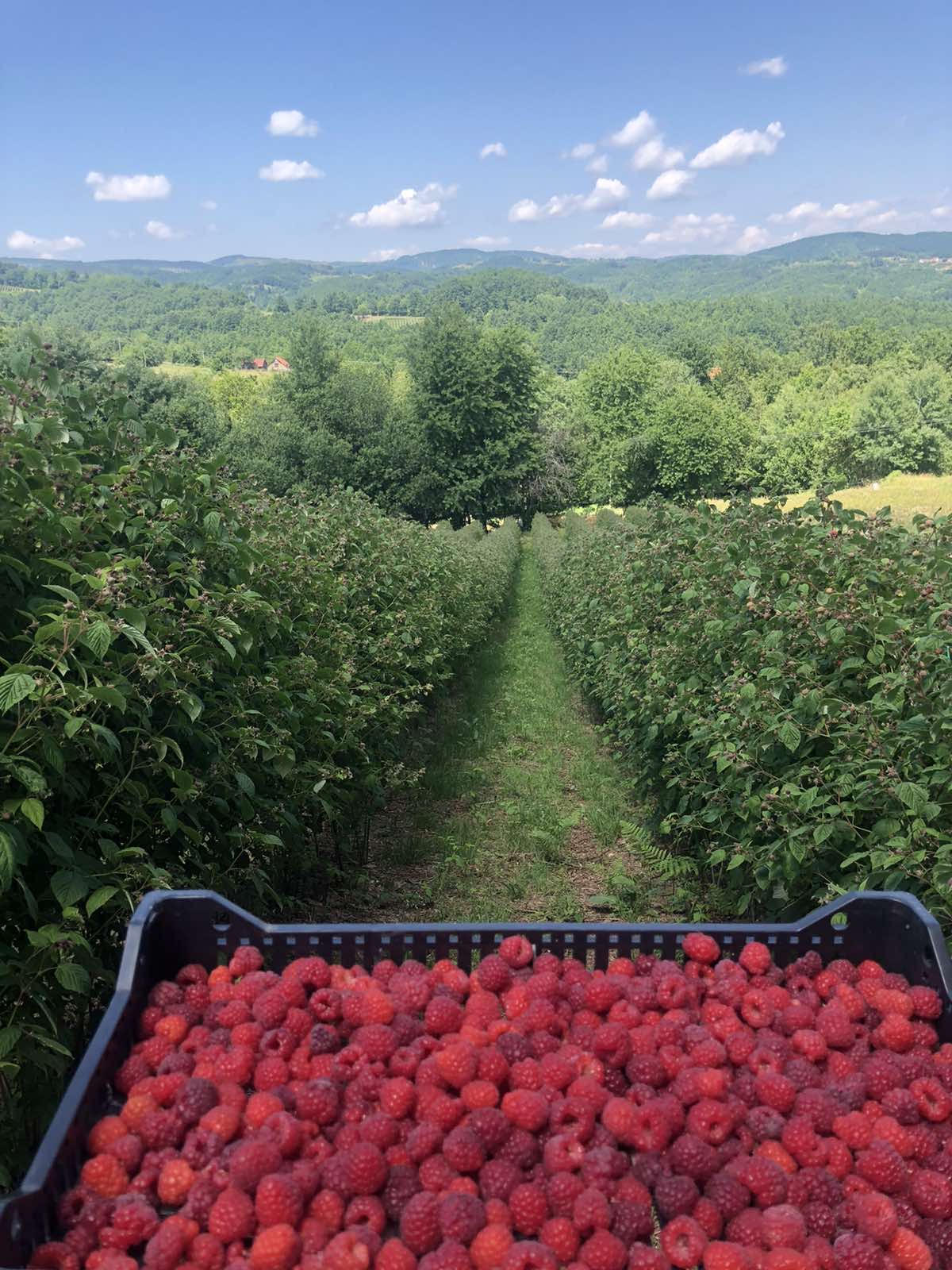 Sadnice maline Stari Vilamet, Glen ample, Crni vilamet