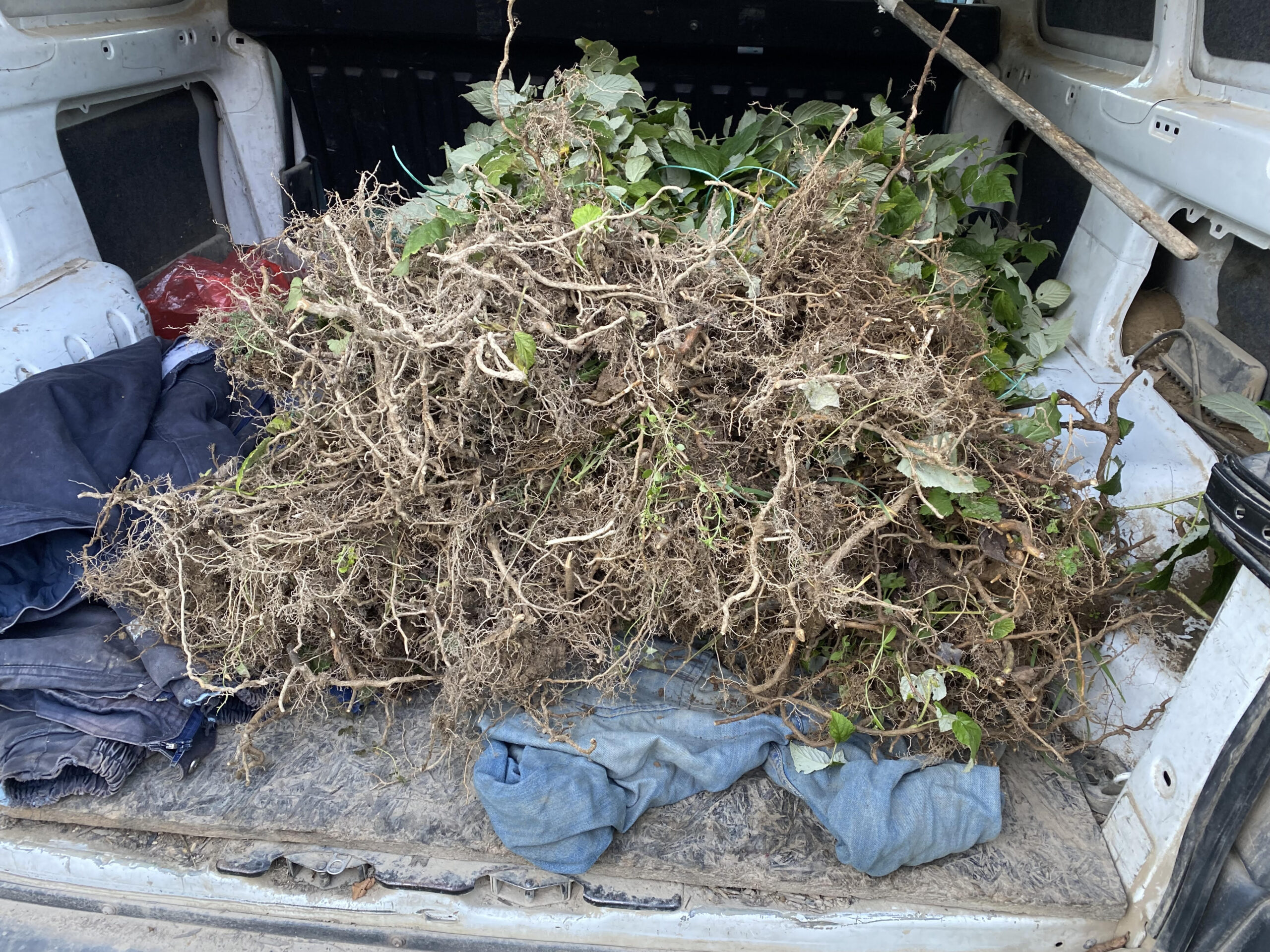 Sadnice maline Stari Vilamet, Glen ample, Crni vilamet