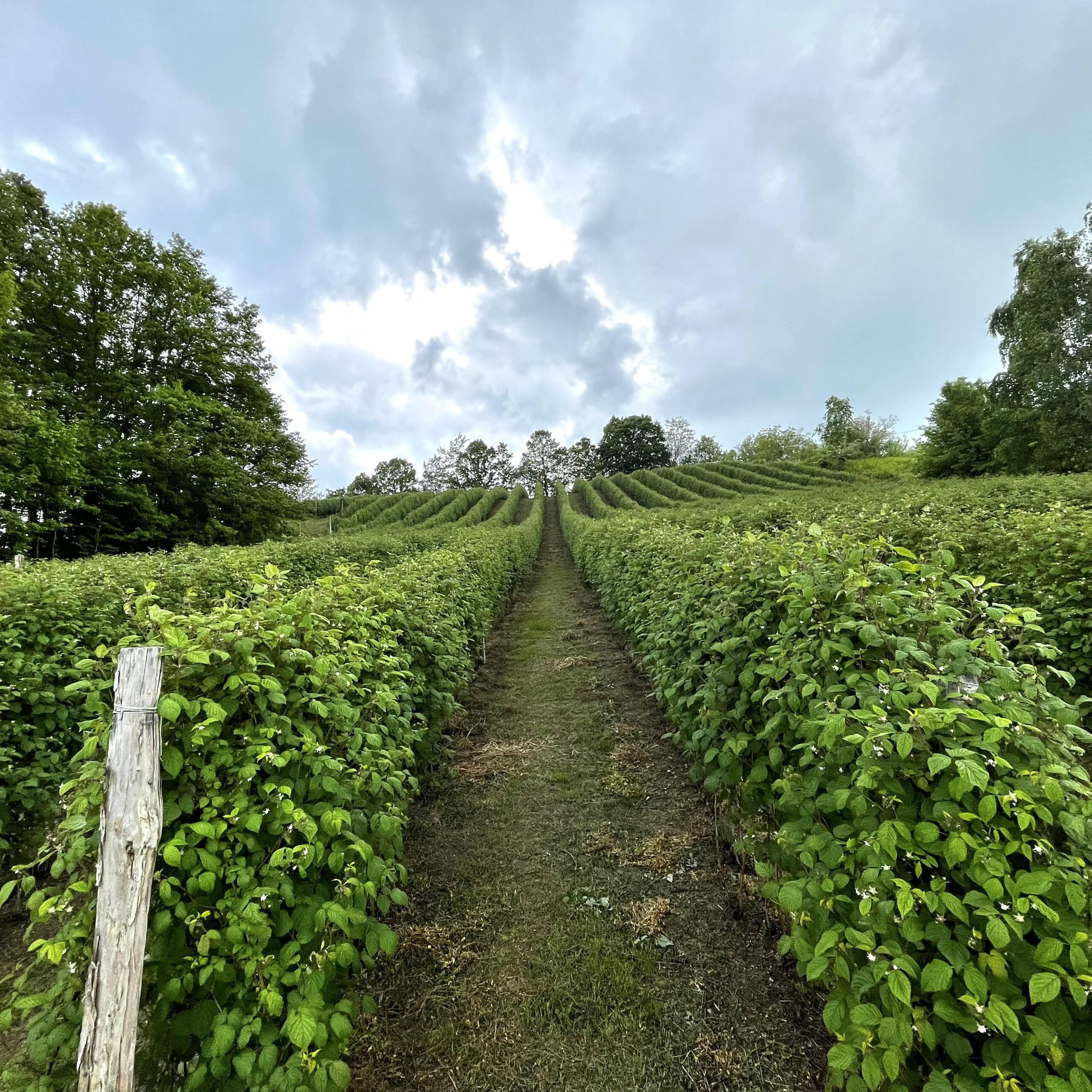 Sadnice maline Stari Vilamet, Glen ample, Crni vilamet