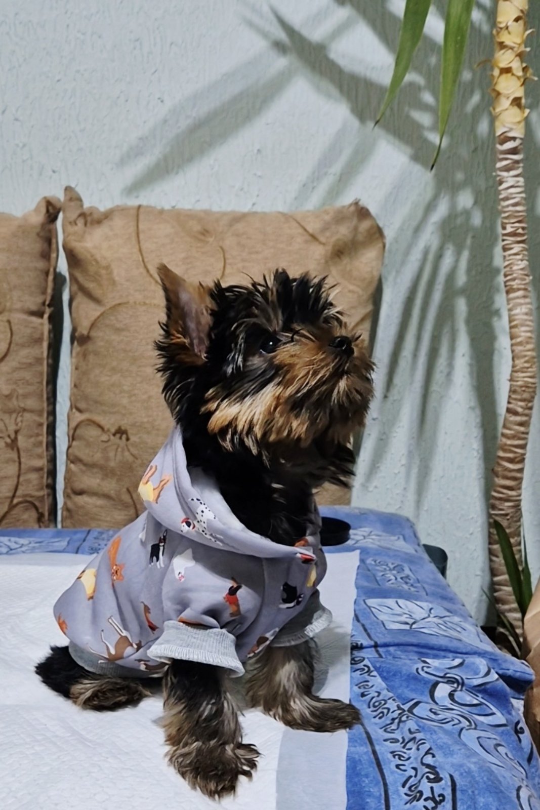 Prodajem Yorki stence