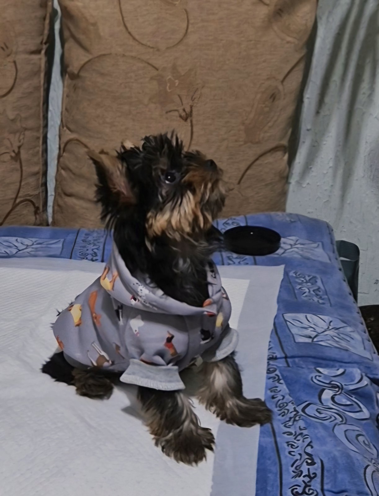 Prodajem Yorki stence