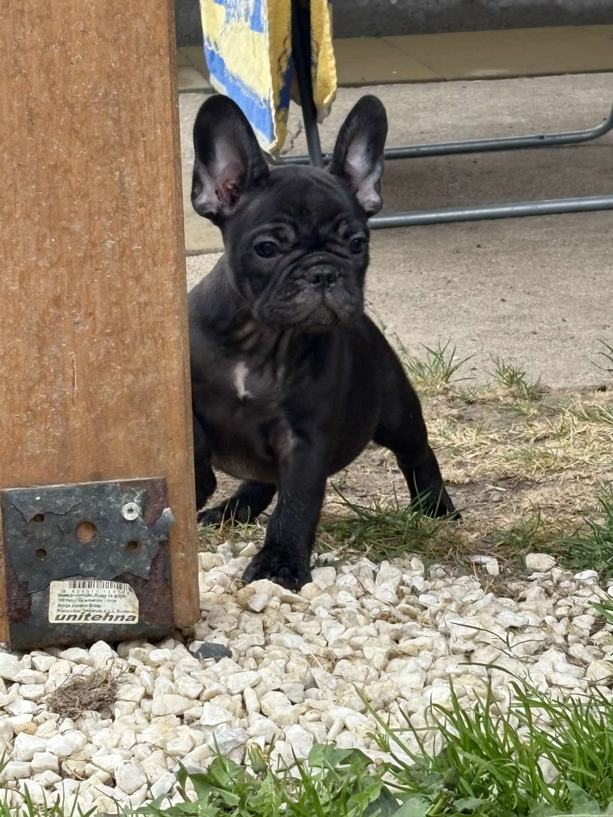 Dve ženke francuskog buldoga