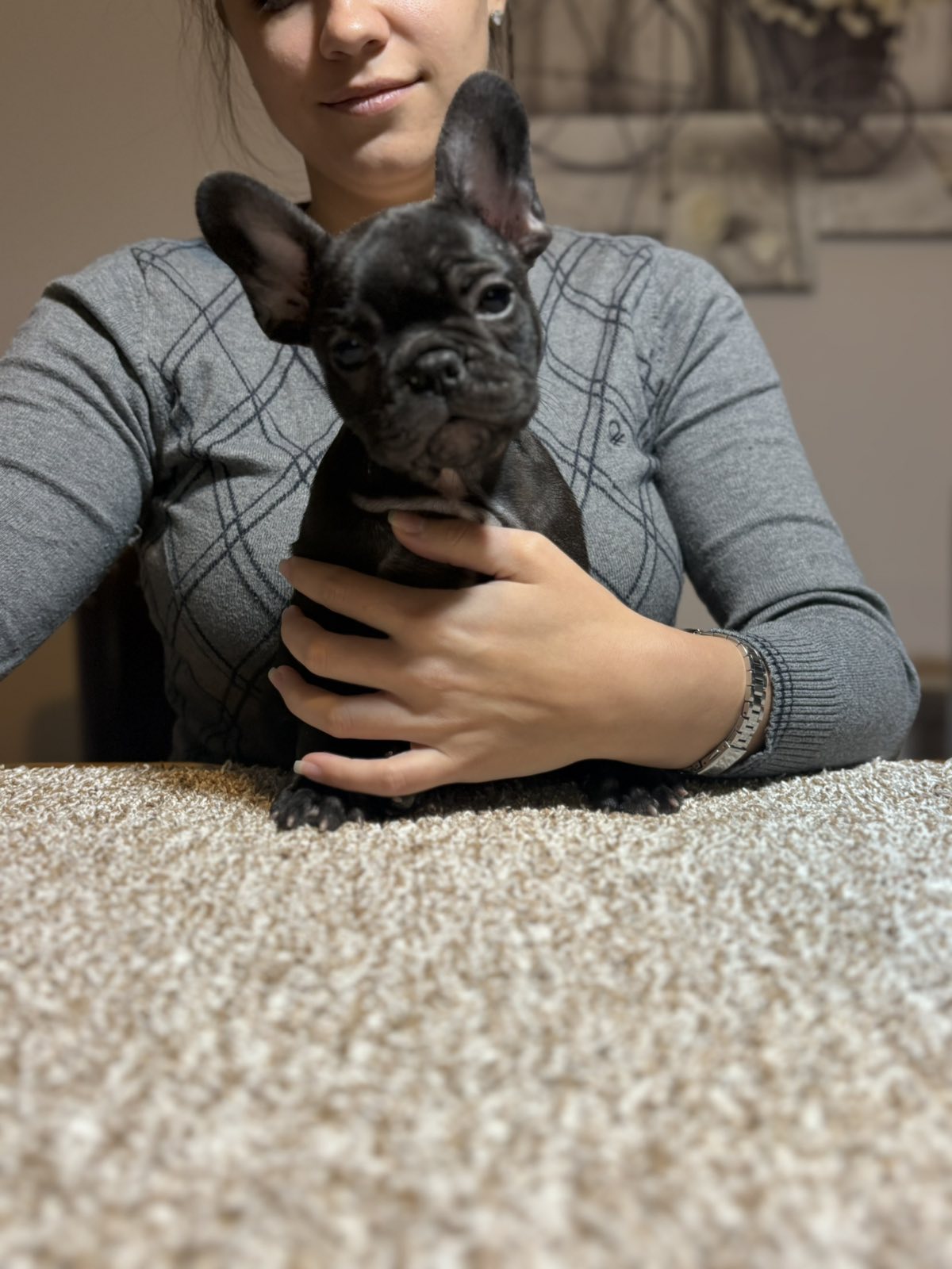 Dve ženke francuskog buldoga