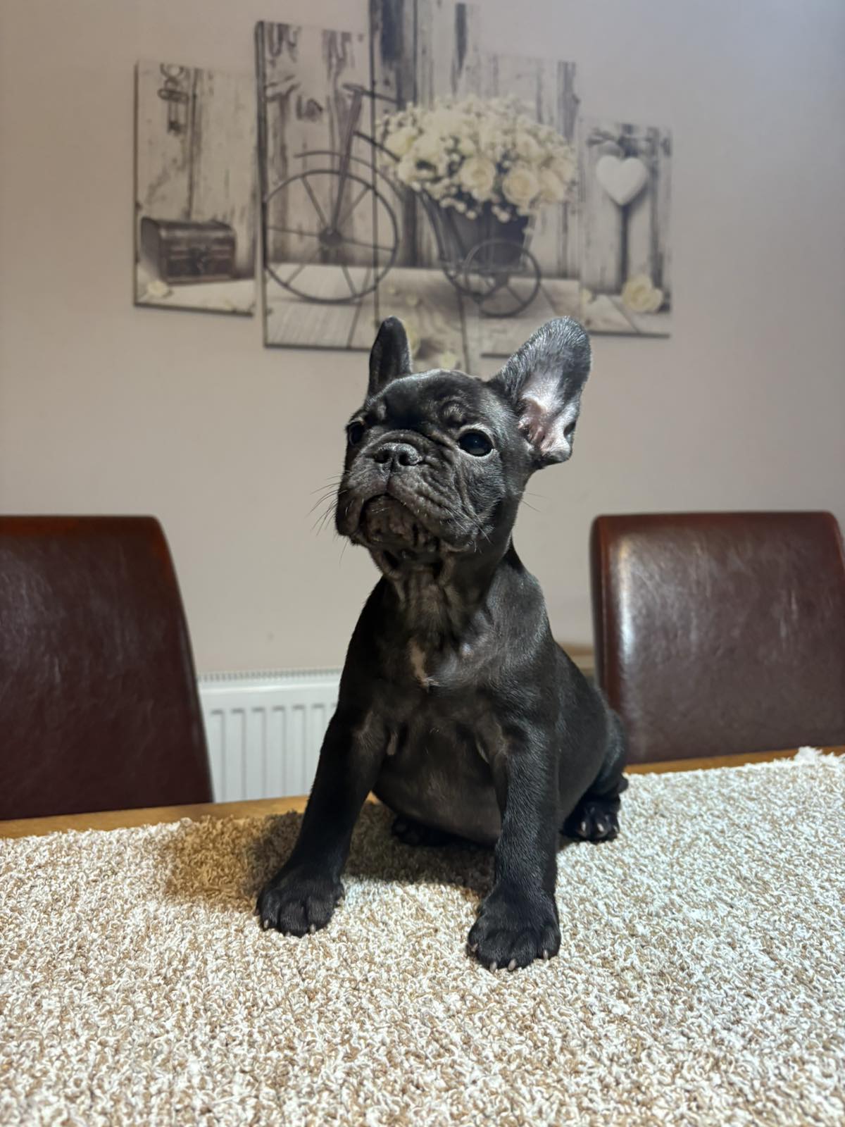 Dve ženke francuskog buldoga