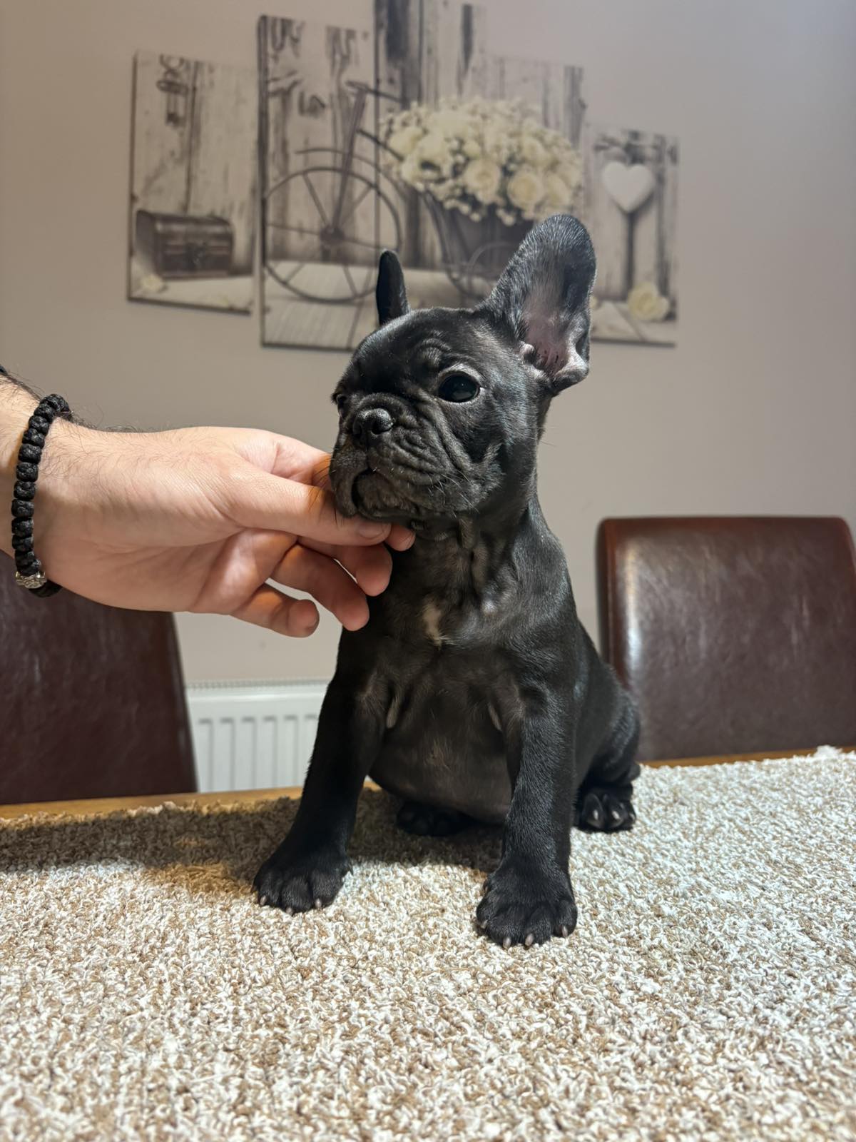 Dve ženke francuskog buldoga