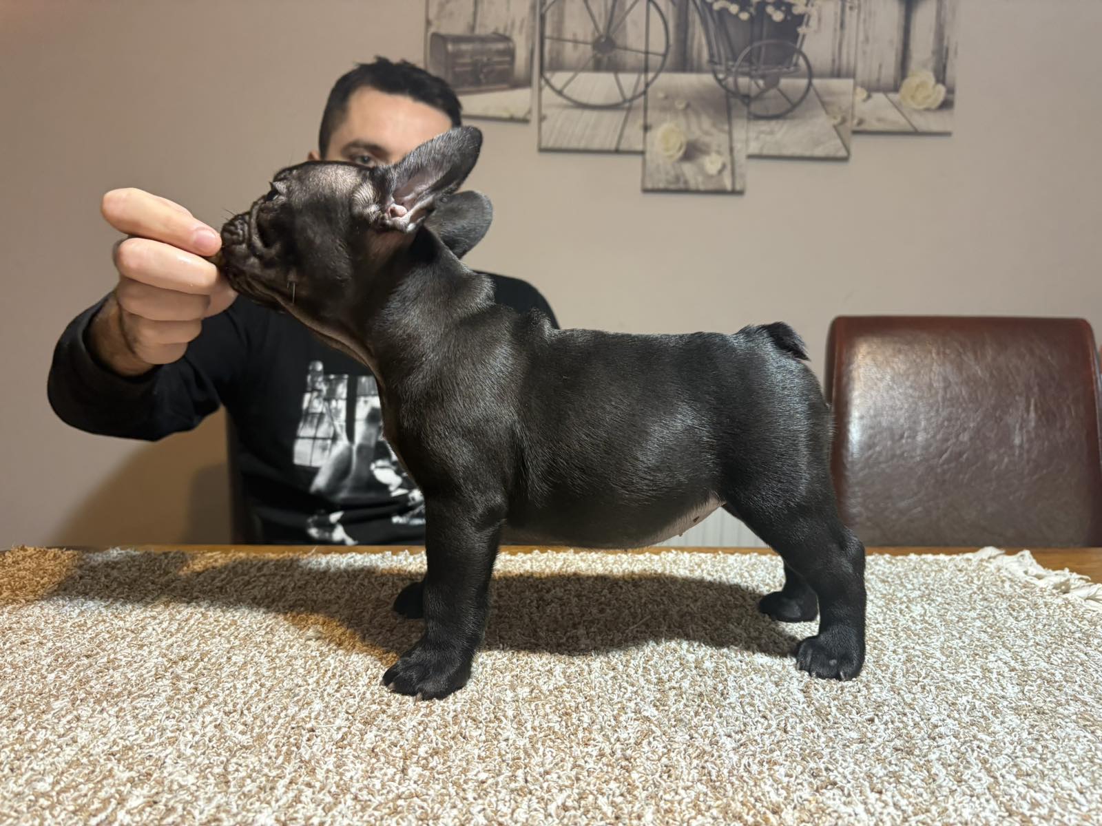 Dve ženke francuskog buldoga