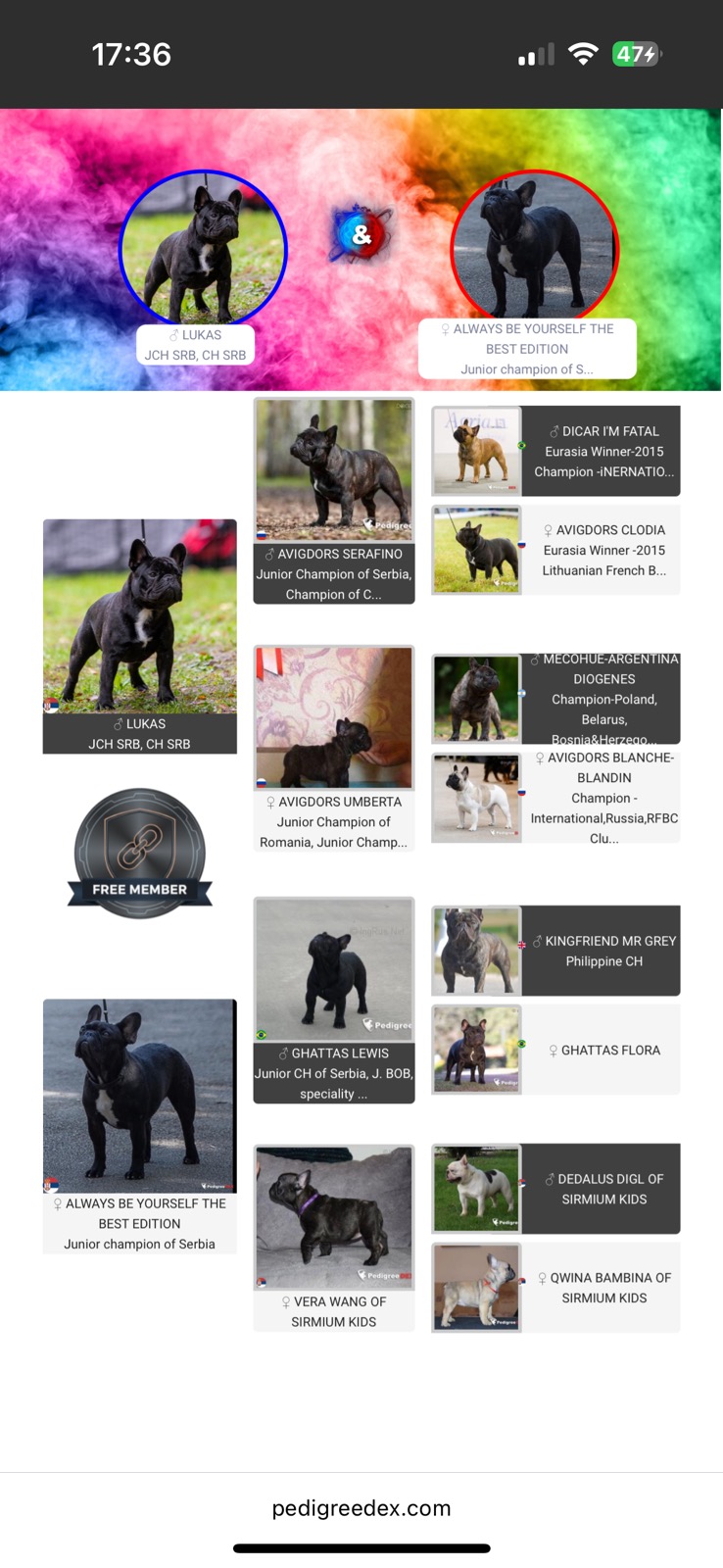 Dve ženke francuskog buldoga