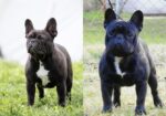 Dve ženke francuskog buldoga