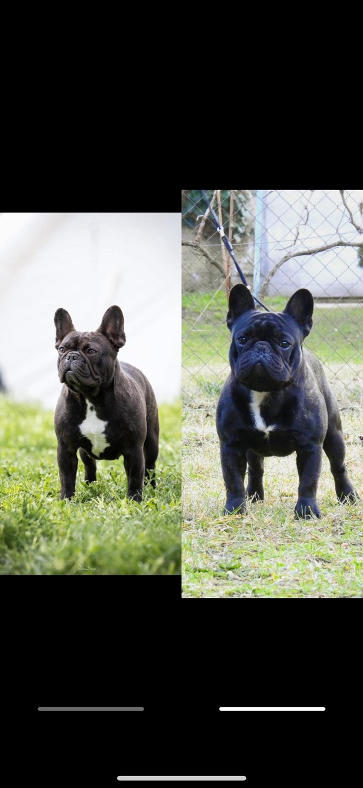 Dve ženke francuskog buldoga