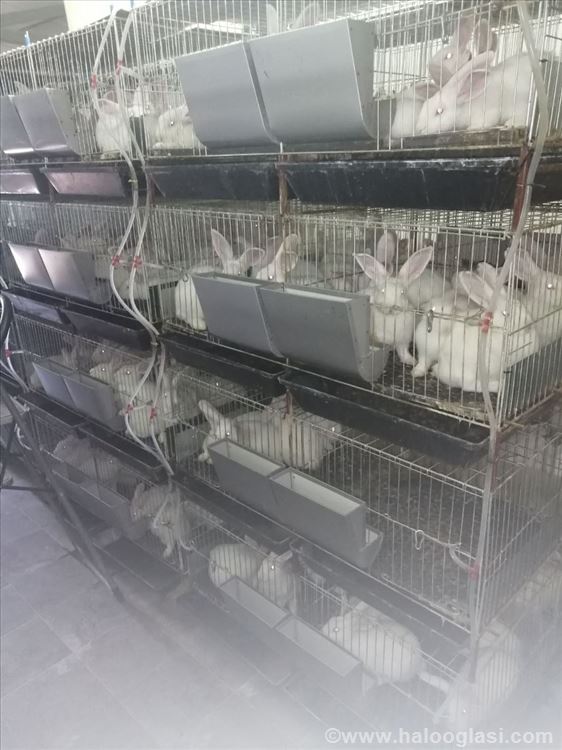 Kavezi za koke, pilice i zeceve