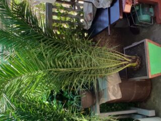 20180421_131454-Custom