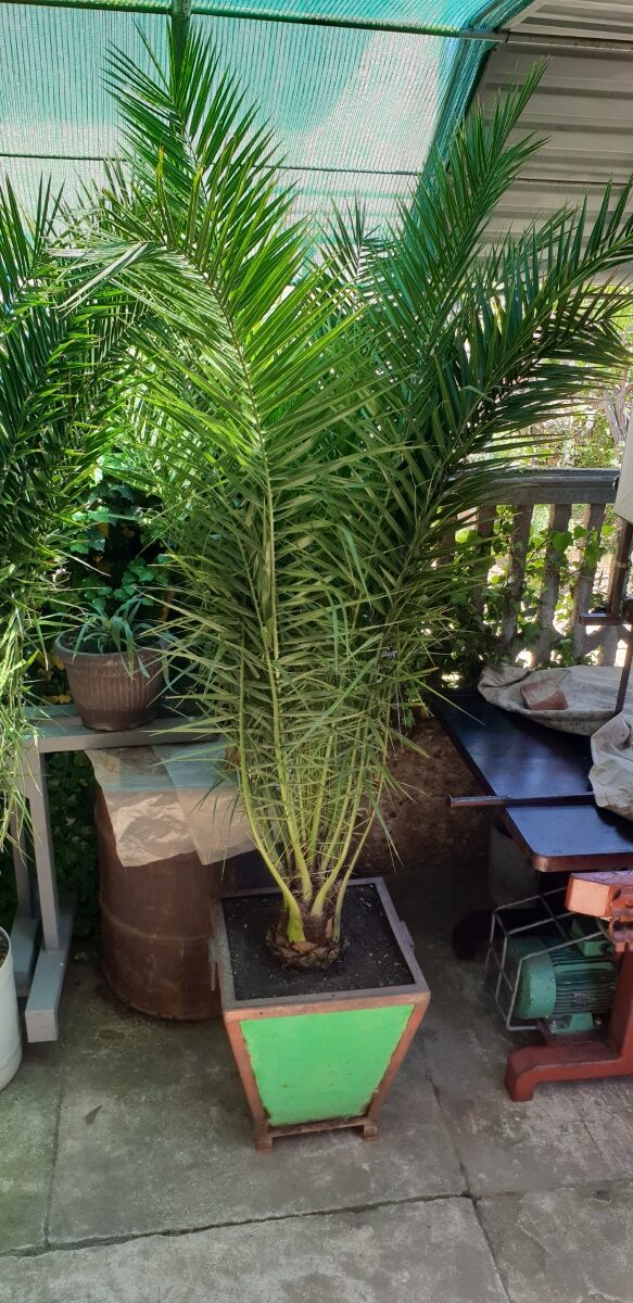 Palme velike više vrsta