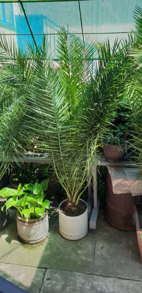 Palme velike više vrsta