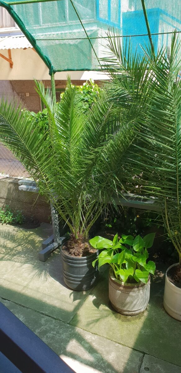 Palme velike više vrsta