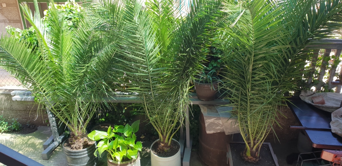 Palme velike više vrsta