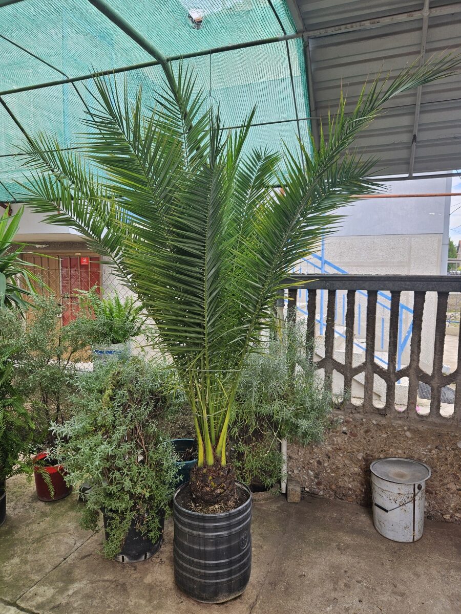 Palme velike više vrsta