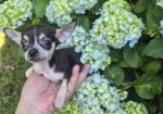 Civava stenci – stenci civave – oba pola – na prodaju