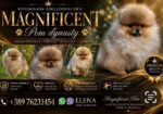Pomeranci, ekskluzivni štenci brazilske krvne linije