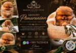 Pomeranci, ekskluzivni štenci brazilske krvne linije