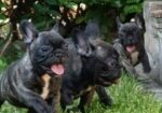 Francuski buldog