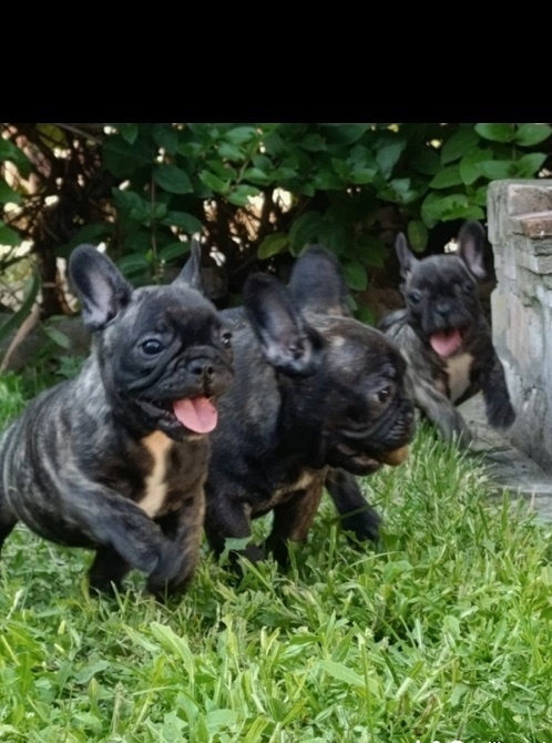 Francuski buldog