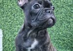Francuski buldog