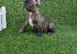 Francuski buldog