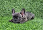 Francuski buldog