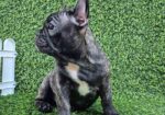 Francuski buldog