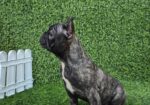 Francuski buldog