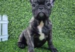 Francuski buldog