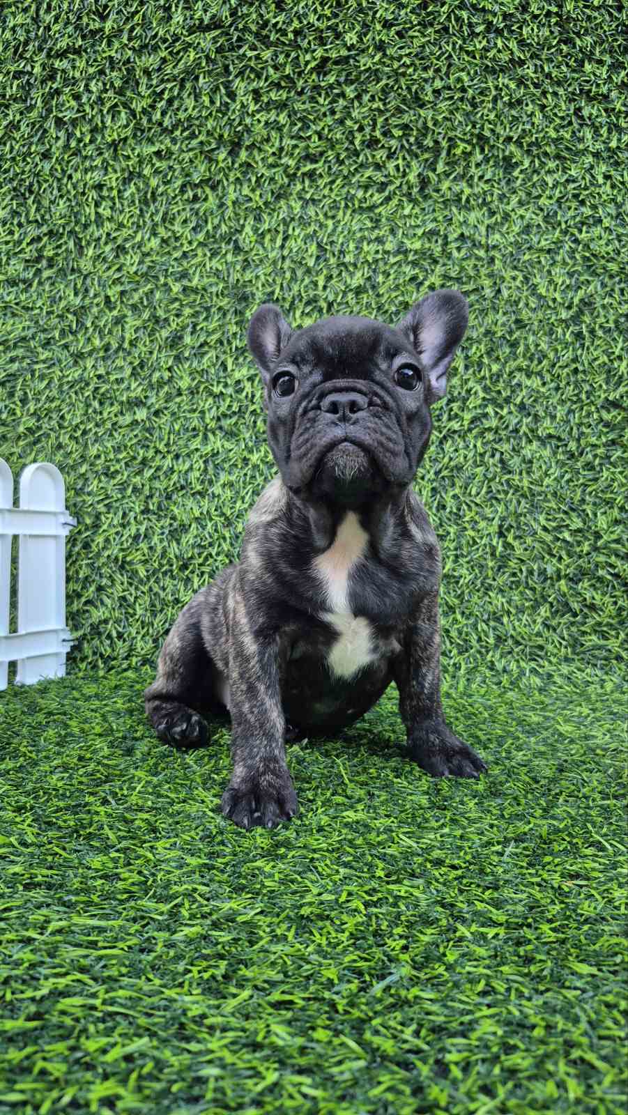 Francuski buldog
