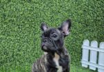 Francuski buldog