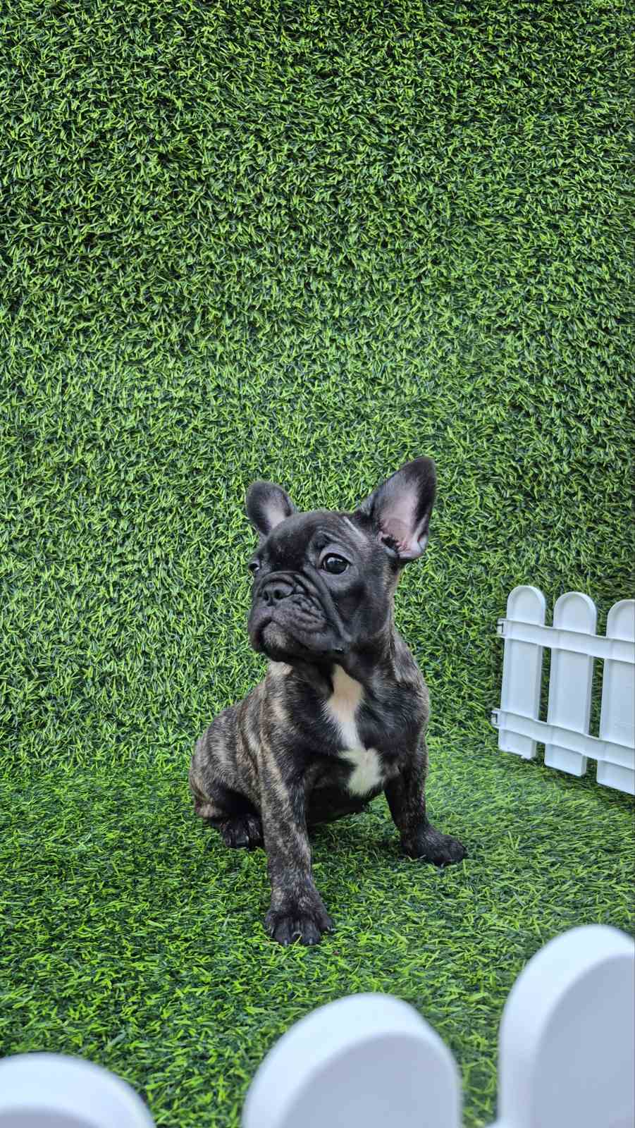 Francuski buldog