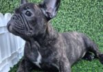 Francuski buldog