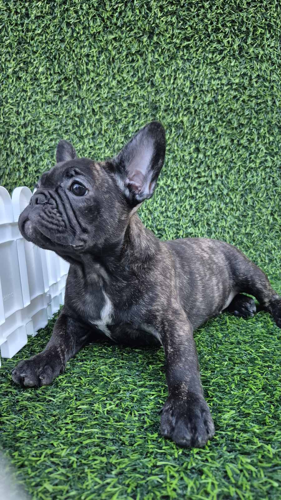 Francuski buldog