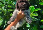 Lagotto Romagnolo štenci