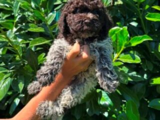 lagotto-romagnolo-01bm