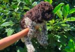 Lagotto Romagnolo štenci