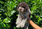 Lagotto Romagnolo štenci