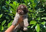 Lagotto Romagnolo štenci