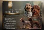 Lagotto Romagnolo štenci
