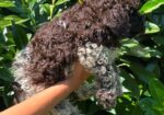Lagotto Romagnolo štenci