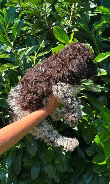 Lagotto Romagnolo štenci