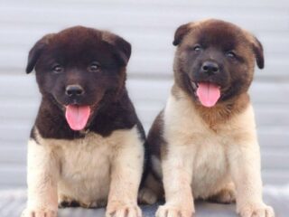 1.-americka-akita-01