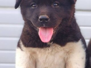 1.-americka-akita-02
